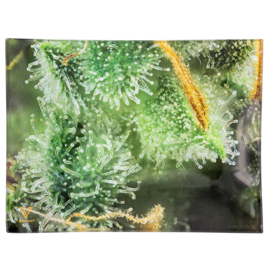 V Syndicate Tray S Glass Tricomb Jungle